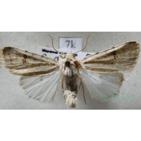 Caradrina clavipalpis Scopoli, 1763 Światłówka izdebnica Czech7k